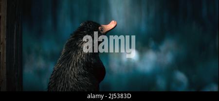 FANTASTIC BEASTS: THE SECRETS OF DUMBLEDORE, character poster, Teddy, 2022.  © Warner Bros. / Courtesy Everett Collection Stock Photo - Alamy