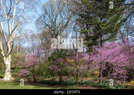 Springtime in Central Park is beautiful, New York City, USA  2022 Stock Photo