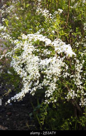 Spiraea x arguta - bridal wreath. Stock Photo