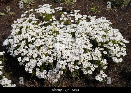 Iberis sempervirens - evergreen candytuft. Stock Photo