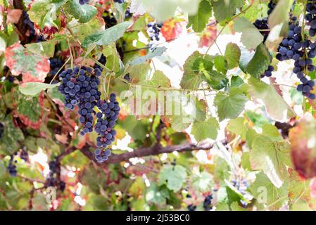 Purple grapes hanging on vines Stock Photo