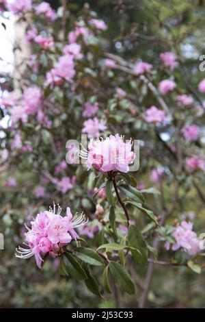 Rhododendron davidsonianum. Stock Photo