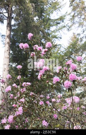 Rhododendron davidsonianum. Stock Photo