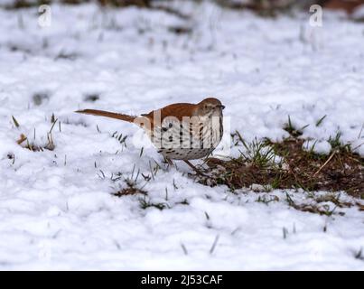 Brown Thrasher, Toxostoma searching for insects or seeds during late Spring snow in Wisconsin, USA. Stock Photo