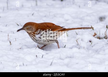 Brown Thrasher, Toxostoma rufum walking through  late Spring snow in Wisconsin, searching for insects or seeds. Stock Photo