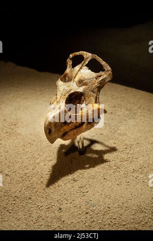 Protoceratops andrewsi skull Stock Photo