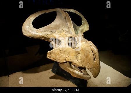 Protoceratops andrewsi skull Stock Photo