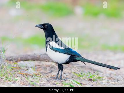 Beautiful Eurasian Magpie on the ground foraging Stock Photo