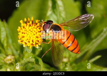 Orange Striped Hoverfly, Asarkina ericetorum. Feeding on yellow flower. Coffs Harbour, NSW, Australia Stock Photo