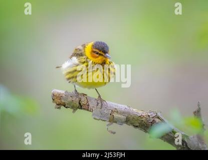 Cape May Warbler perched on a tree Stock Photo