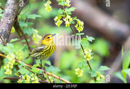 Cape May Warbler perched on a tree Stock Photo