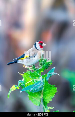 European Goldfinch perched on the top of a plant Stock Photo