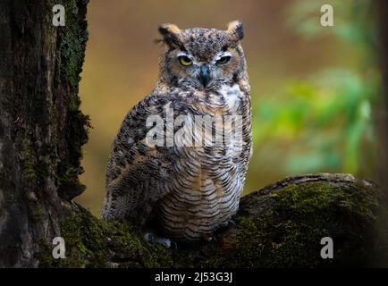 Great Horned Owl perched on a tree Stock Photo