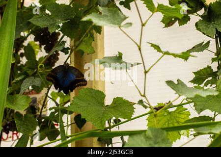 A blue tropical butterfly with spread wings  Stock Photo