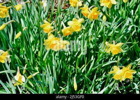Early spring flowers in bloom. Stock Photo
