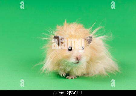 Fluffy Angora Hamster On A Green Background High Quality Photo Stock Photo Alamy