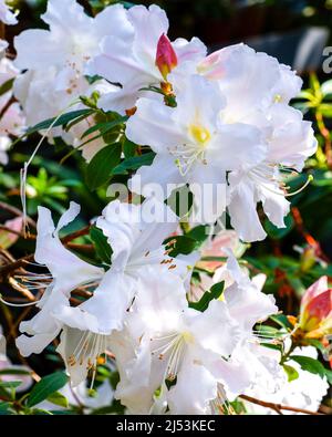 White rhododendron flowers in the garden. Close-up of a rhododendron with white flowers. Beautiful blooming texture background. Stock Photo