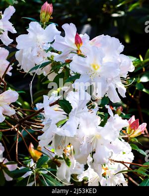 White rhododendron flowers in the garden. Close-up of a rhododendron with white flowers. Beautiful blooming texture background. Stock Photo