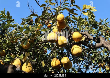 Napoli - Pianta di Citrus Medica nel Real Orto Botanico Stock Photo