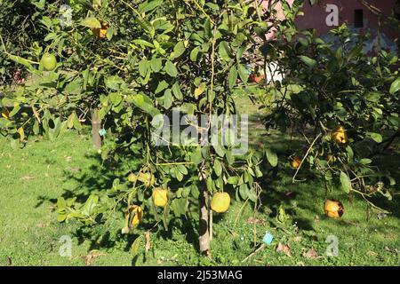 Napoli - Pianta di Citrus Medica nell'Orto Botanico Stock Photo