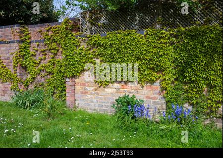 Spring foliage of Japanese Creeper (Parthenocissus tricuspidata), AKA Boston Ivy, Grape Ivy & Japanese Ivy, growing on a wall in Spring in the UK. Stock Photo