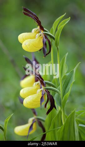 Yellow lady's-slipper orchid closeup with a spider on a petal. Cypripedium calceolus Stock Photo