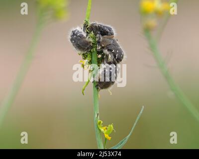 Hairy beetle or Apple blossom beetle, Tropinota hirta, eating flowers of Rapeseed Stock Photo