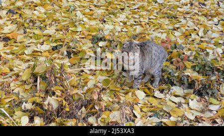 Gray cat playing in autumn leaves Stock Photo