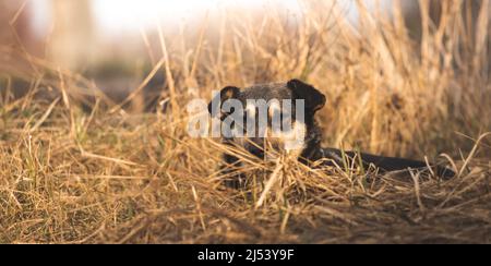 Stray and poor dog in the field, beautiful homeless animals banner background Stock Photo