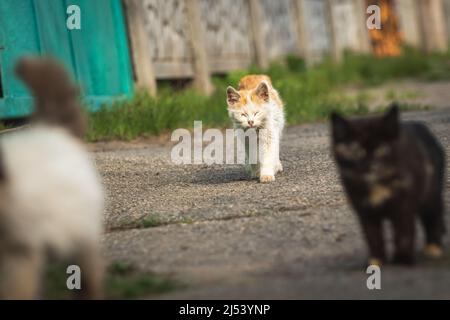Running stray kittens on the street, homeless kittens searching for food concept background photo Stock Photo