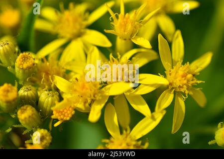 Goldenrod, or golden rod Solidago virgaurea is a perennial herbaceous plant from the Asteraceae family with a short woody rhizome Stock Photo