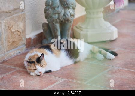 A cat with an open mouth sleeps on a tile on a hot day Stock Photo