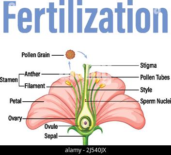 Diagram showing fertilization in flower illustration Stock Vector Image ...