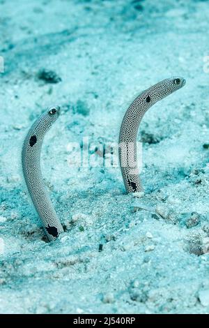 Spotted Garden Eels (Heteroconger hassi) lives in holes of sandy areas, Ari Atoll, Maldives, Indian ocean, Asia Stock Photo