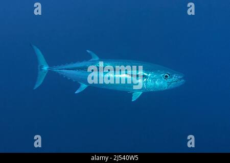 Dogtooth tuna (Gymnosarda unicolor), in blue water, Ari Atoll, Maldives, Indian Ocean, Asia Stock Photo