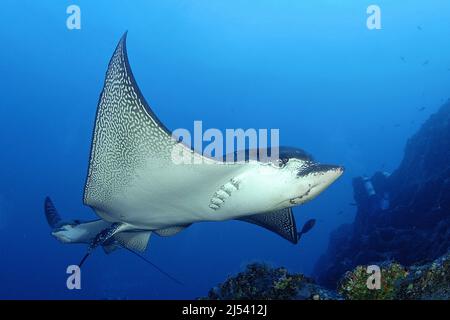 White spotted eagle ray (Aetobatus narinari) at a coral reef, Cocos Isand, Costa Rica, Pacific ocean Stock Photo
