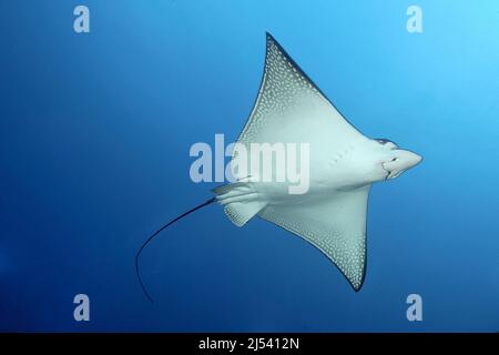White spotted eagle ray (Aetobatus narinari) in blue water, Cocos Isand, Costa Rica, Pacific ocea Stock Photo