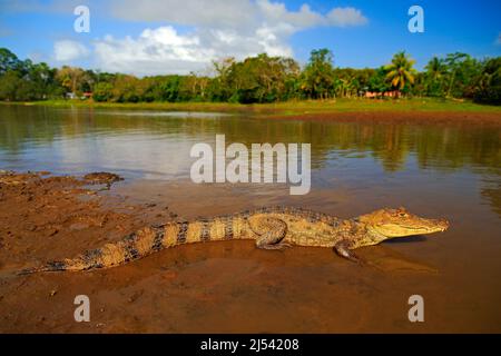 Crocodile in the river water. Spectacled Caimani, Caiman crocodilus, the water with evening sun. Crocodile from Costa Rica. Dangerous water animal in Stock Photo