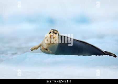 Winter scene with snow and sea animal. Bearded seal, lying sea animal on ice in Arctic Svalbard, winter cold scene with ocean, dark blurred mountain i Stock Photo