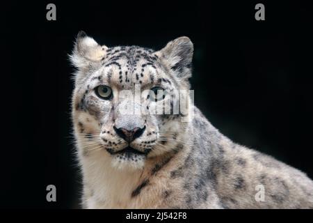 Detail portrait of beautiful big cat snow leopard, Panthera uncia. Face portrait of leopard with clear black background. Hemis National Park, Kashmir, Stock Photo