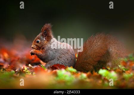 Cute red squirrel with long pointed ears eats a nut in autumn orange scene with nice deciduous forest in the background. Squirrel hidden in the leaves Stock Photo
