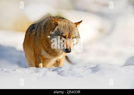 Winter nature scene with wolf. Gray wolf, Canis lupus, lying in the white during winter. Wildlife in Europe. Sunny day with snow. Wolf in the nature h Stock Photo