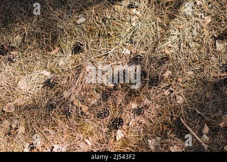 Pine cones lying on a carpet of moss Stock Photo