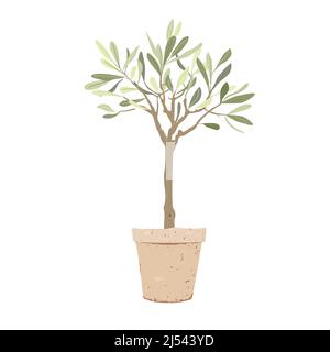 Olives tree with in stylish clay pot isolated on white background. Home plant decor element. Stock Vector