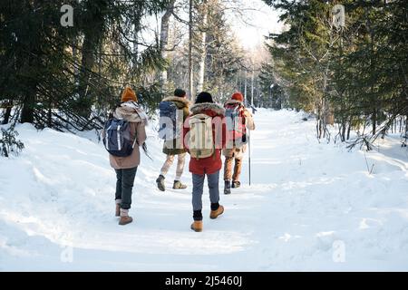 Unrecognizable group of four young people wearing backpacks walking along forest road on winter day Stock Photo