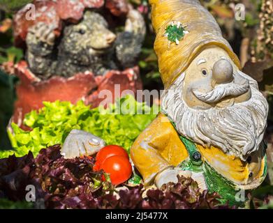 Garden gnome ornament figurine among different species of lettuce and vegetables in square foot garden in spring Stock Photo