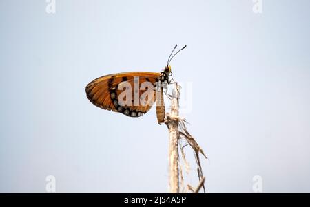 A beautiful tawny coster or Acraea terpsicore butterfly sit on a branch, isolated on a white background Stock Photo