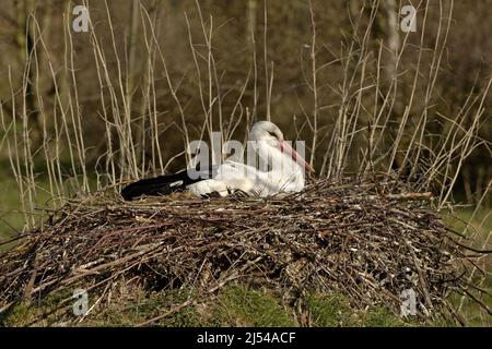 white stork (Ciconia ciconia), perched in the nest breeding, Germany Stock Photo