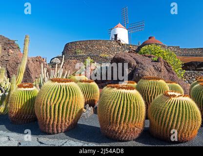barrel cactus (Echinocactus grusonii), at the garden Jardin de Cactus, Canary Islands, Lanzarote Stock Photo