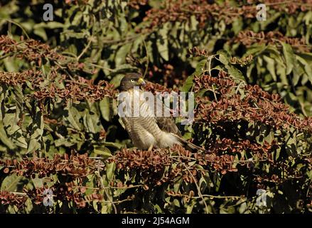 roadside hawk (Buteo magnirostris), perched on a branch, Brazil, Pantanal Stock Photo